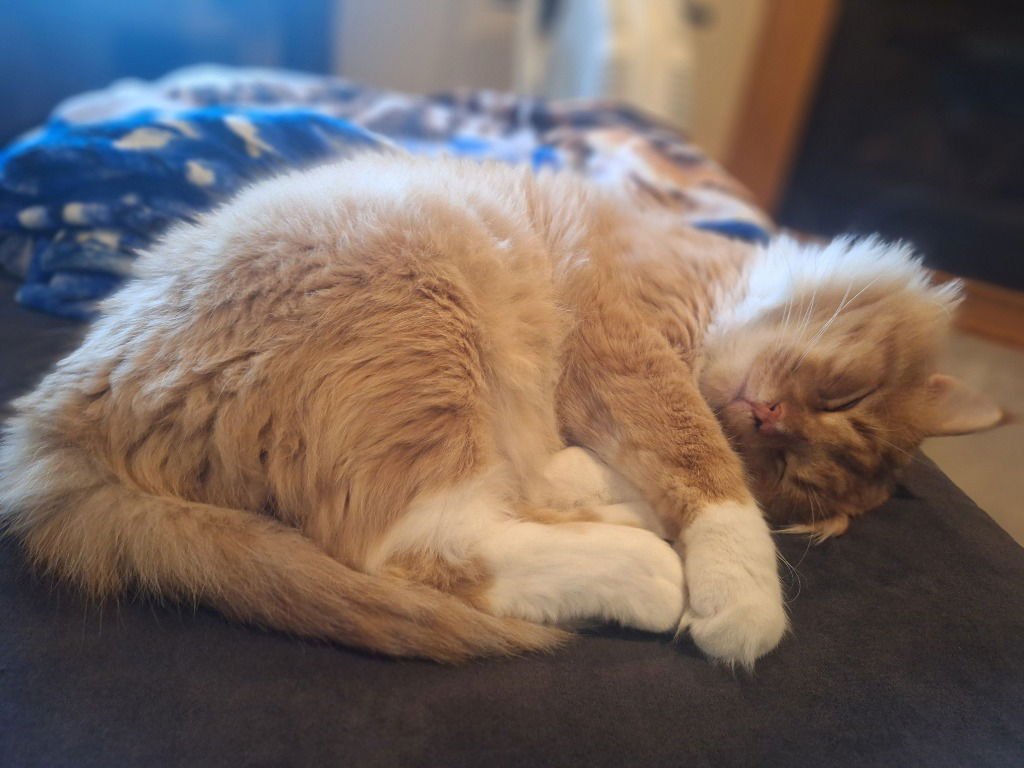 Erik the Red (Special Needs) - Photo 3