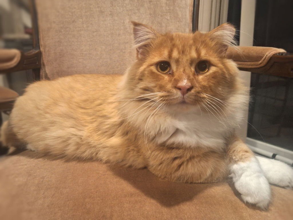 Erik the Red (Special Needs) - Photo 4