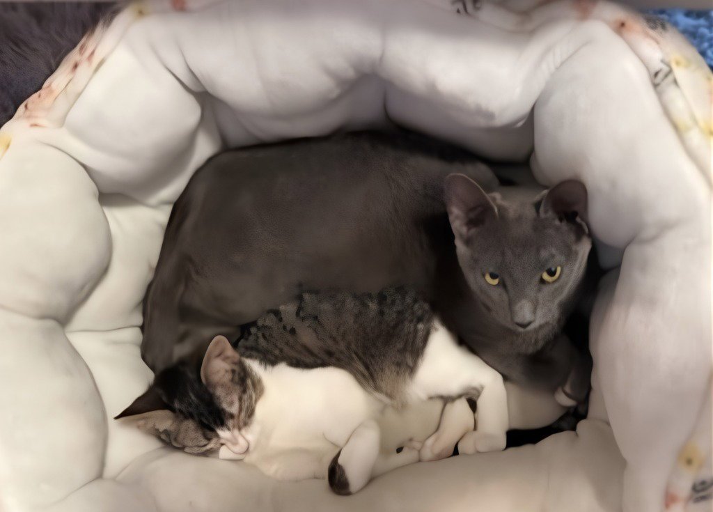Maxie / Mila Image