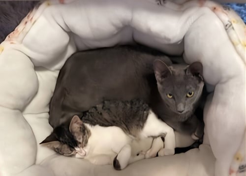 MAXIE / MILA - Domestic Short Hair available for adoption