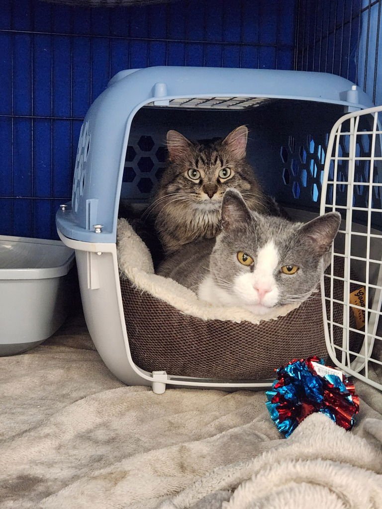 DARLING DIXIE / MISTER (FIV+) - Domestic Short Hair available for adoption