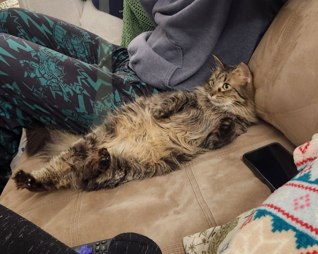 Darling Dixie / Mister (FIV+) - Photo 4