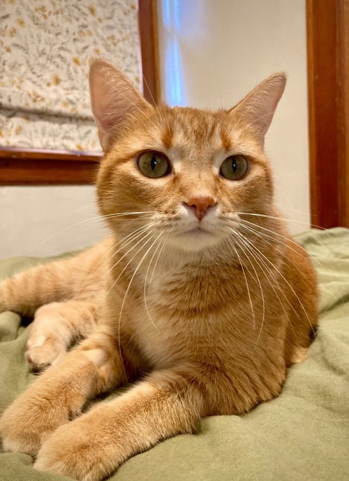 CHARLOTTE - Domestic Short Hair available for adoption
