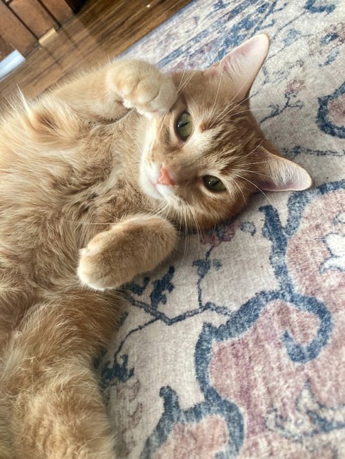 CHARLOTTE - Domestic Short Hair available for adoption