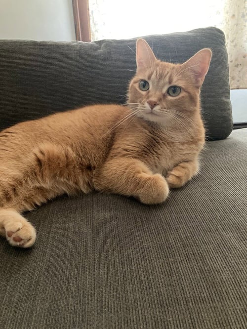 CHARLOTTE - Domestic Short Hair available for adoption