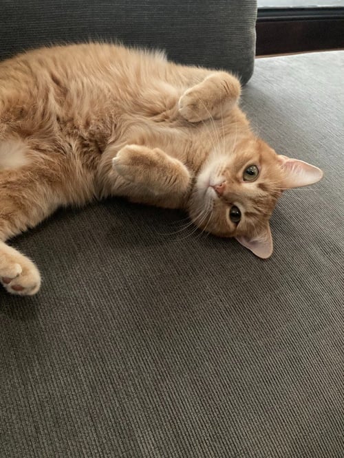 CHARLOTTE - Domestic Short Hair available for adoption