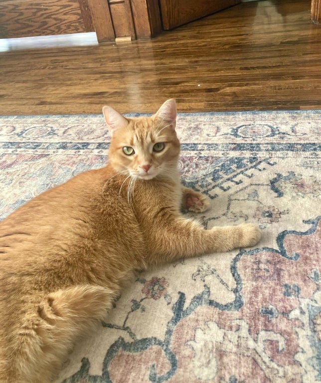 Charlotte - Pending Adoption Image