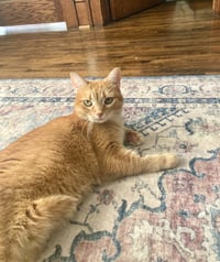 Charlotte - Pending Adoption - Photo 1