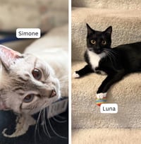 Simone / Luna - Photo 1