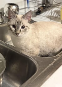 Simone / Luna - Photo 4