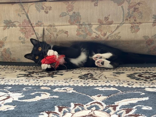 SIMONE / LUNA - Domestic Short Hair available for adoption