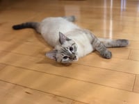 Simone / Luna - Photo 3
