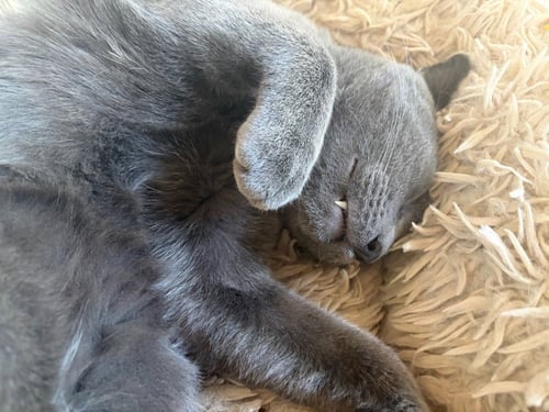 GRAYSON - Domestic Short Hair available for adoption