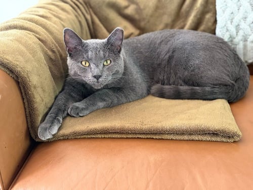 GRAYSON - Domestic Short Hair available for adoption