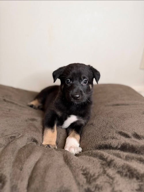 BAMBI - German Shepherd Dog / Terrier for adoption in St. Paul