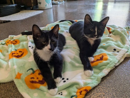 ZAG - PENDING ADOPTION / ZOOM - PENDING ADOPTION - Domestic Short Hair available for adoption
