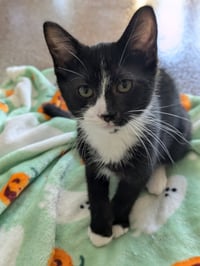 Zag - Pending Adoption / Zoom - Pending Adoption - Photo 2