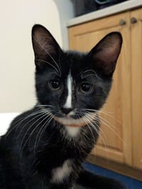 Zag - Pending Adoption / Zoom - Pending Adoption - Photo 3