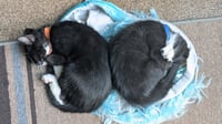 Zag - Pending Adoption / Zoom - Pending Adoption - Photo 4