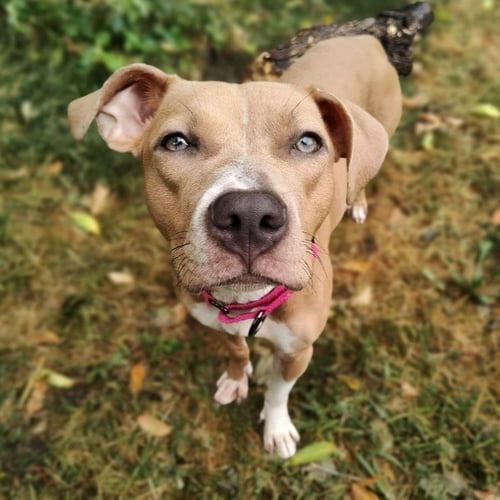 CICI - Pit Bull Terrier / Terrier available for adoption