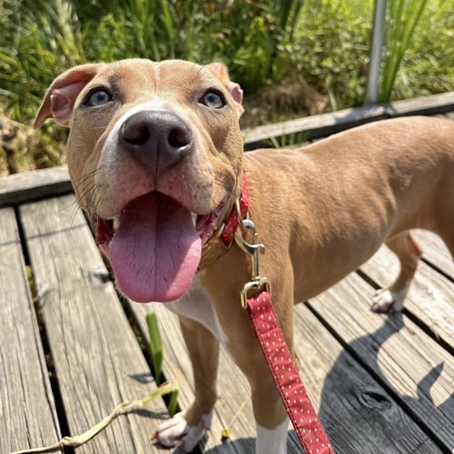 CICI - Pit Bull Terrier / Terrier available for adoption