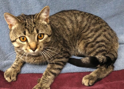 CHESTNUT - Domestic Short Hair available for adoption