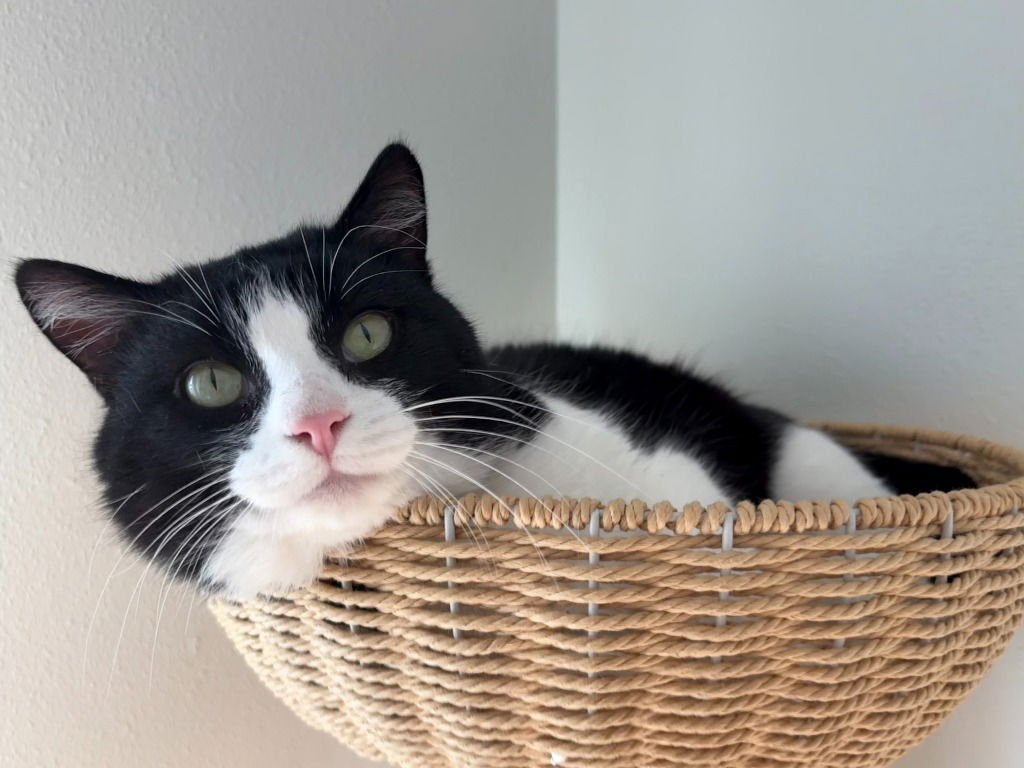 OREO (FIV+) - Domestic Short Hair available for adoption