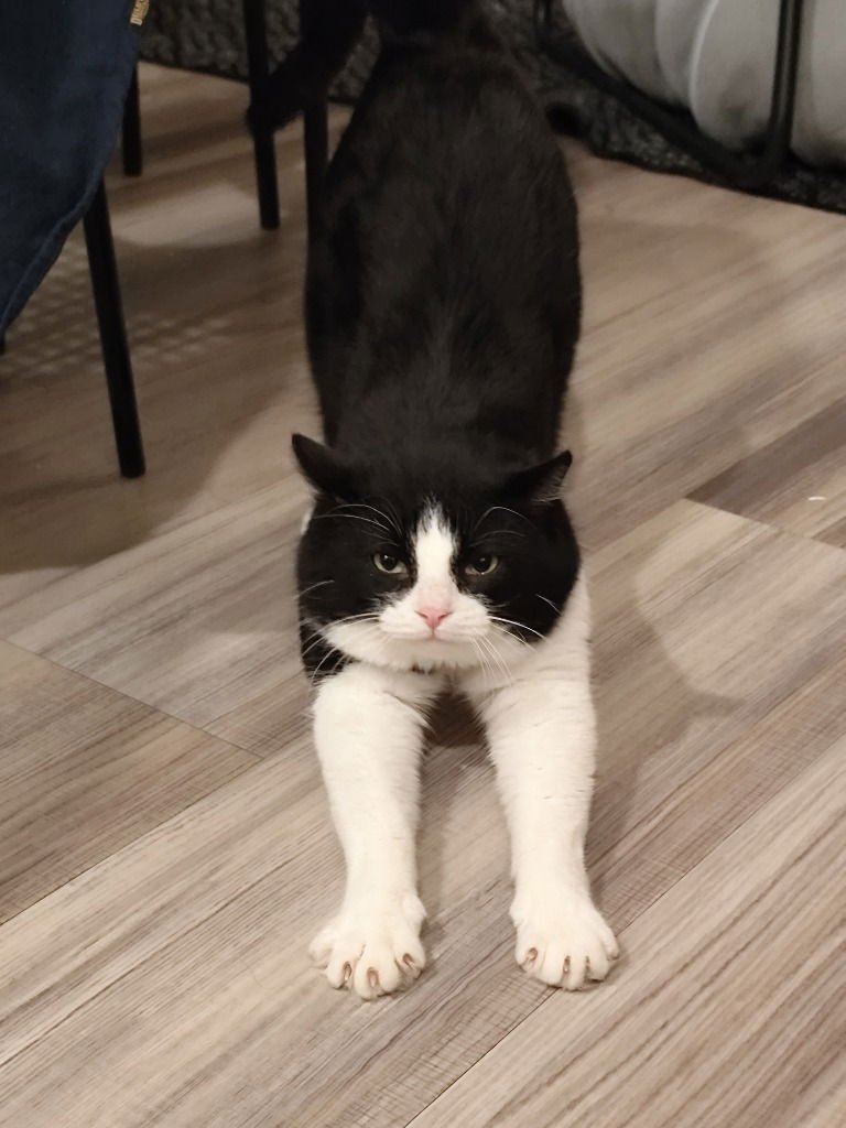 OREO (FIV+) - Domestic Short Hair available for adoption