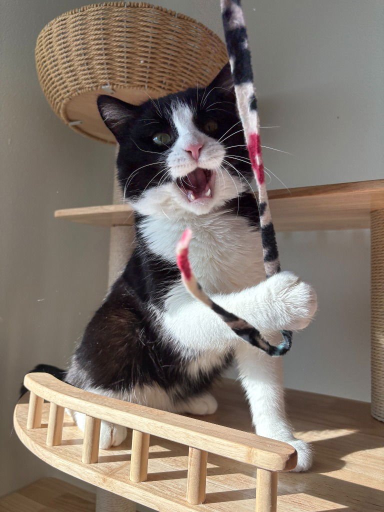 Oreo (FIV+) - Photo 3