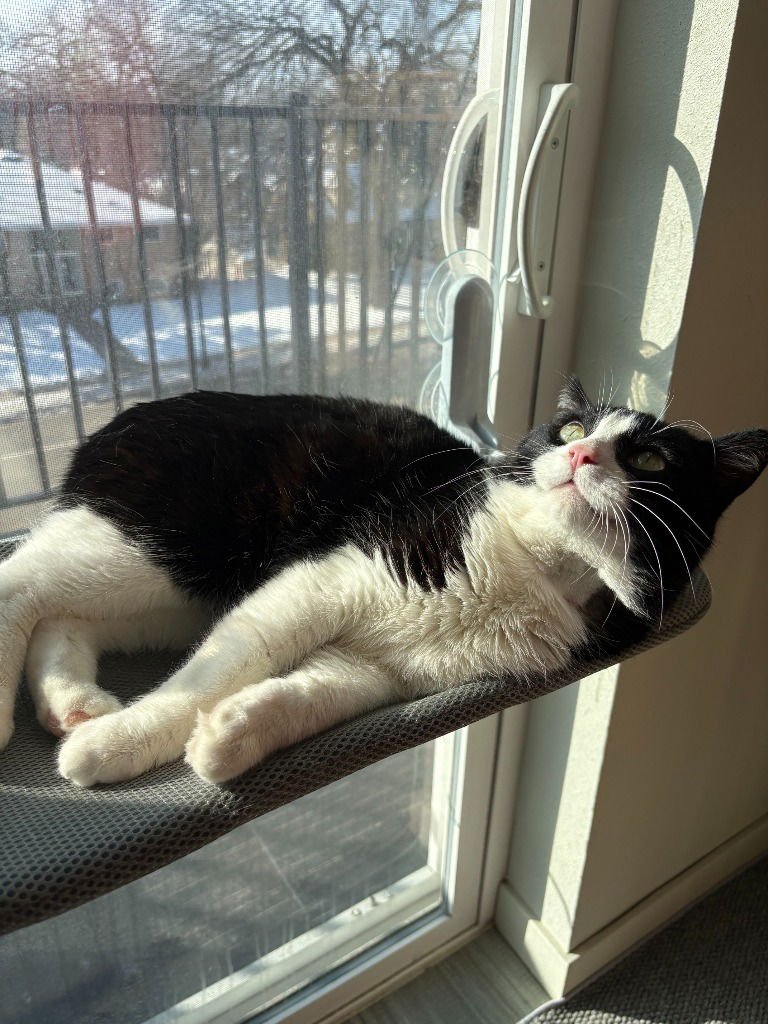 Oreo (FIV+) - Photo 4