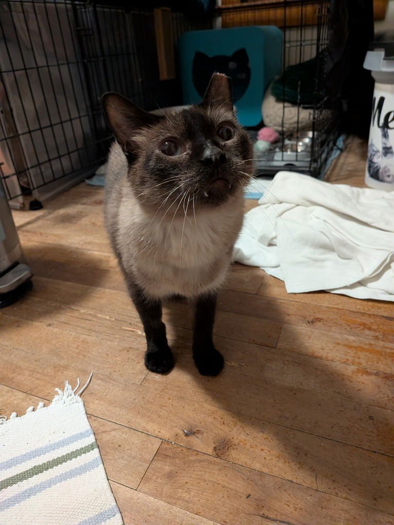 AUDEN - Siamese available for adoption