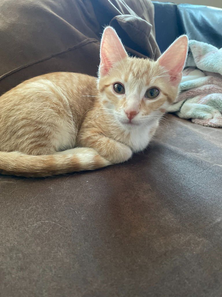 STAR / CJ - Domestic Short Hair available for adoption