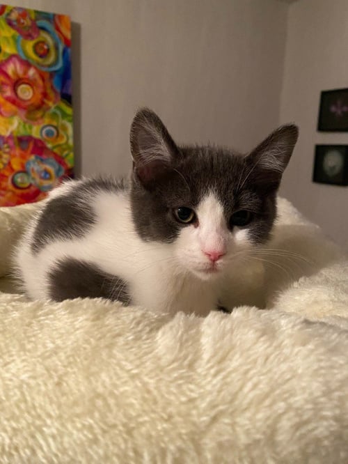 DOLCE - Domestic Short Hair available for adoption