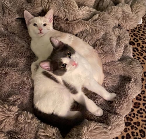 DOLCE / MERINGUE - Domestic Short Hair for adoption in St. Paul