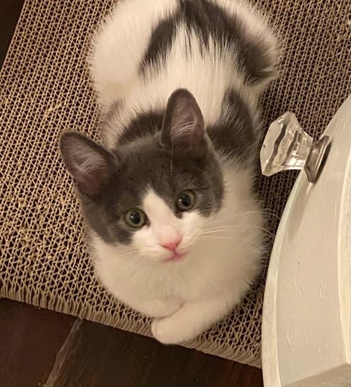 DOLCE - Domestic Short Hair available for adoption
