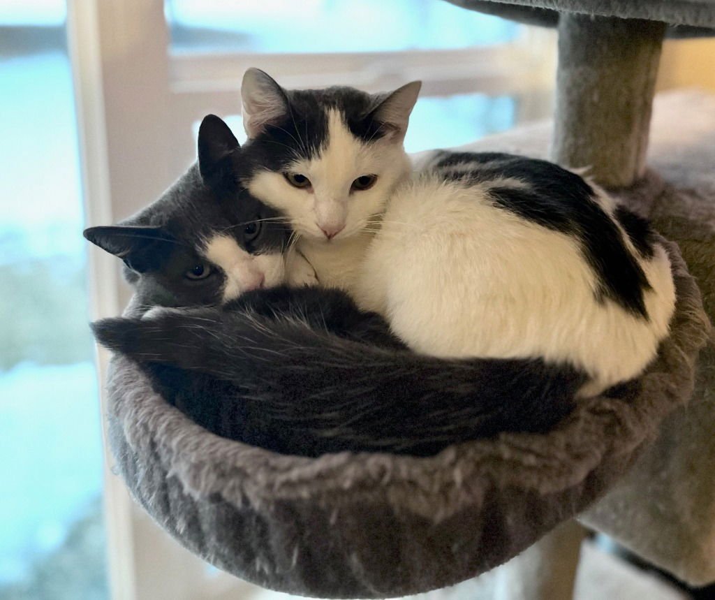 HERSHEY / MARSHMALLOW - Domestic Short Hair available for adoption