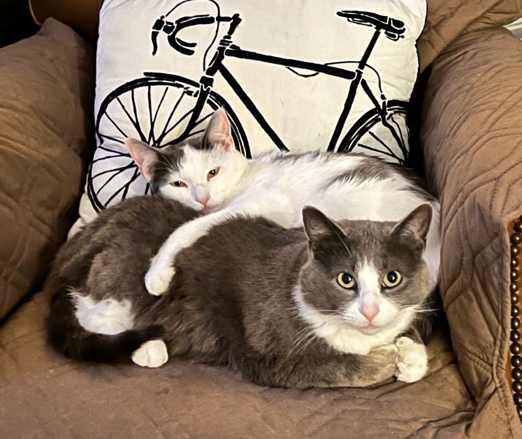 HERSHEY / MARSHMALLOW - Domestic Short Hair available for adoption