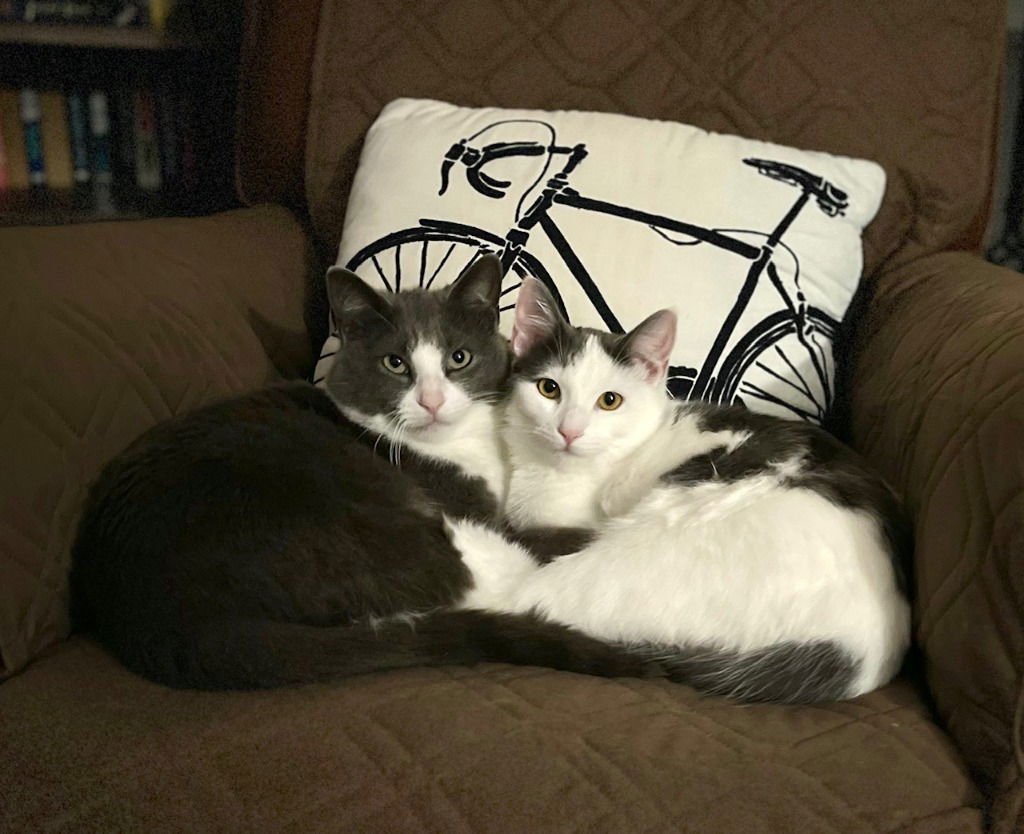 Hershey / Marshmallow - Photo 3