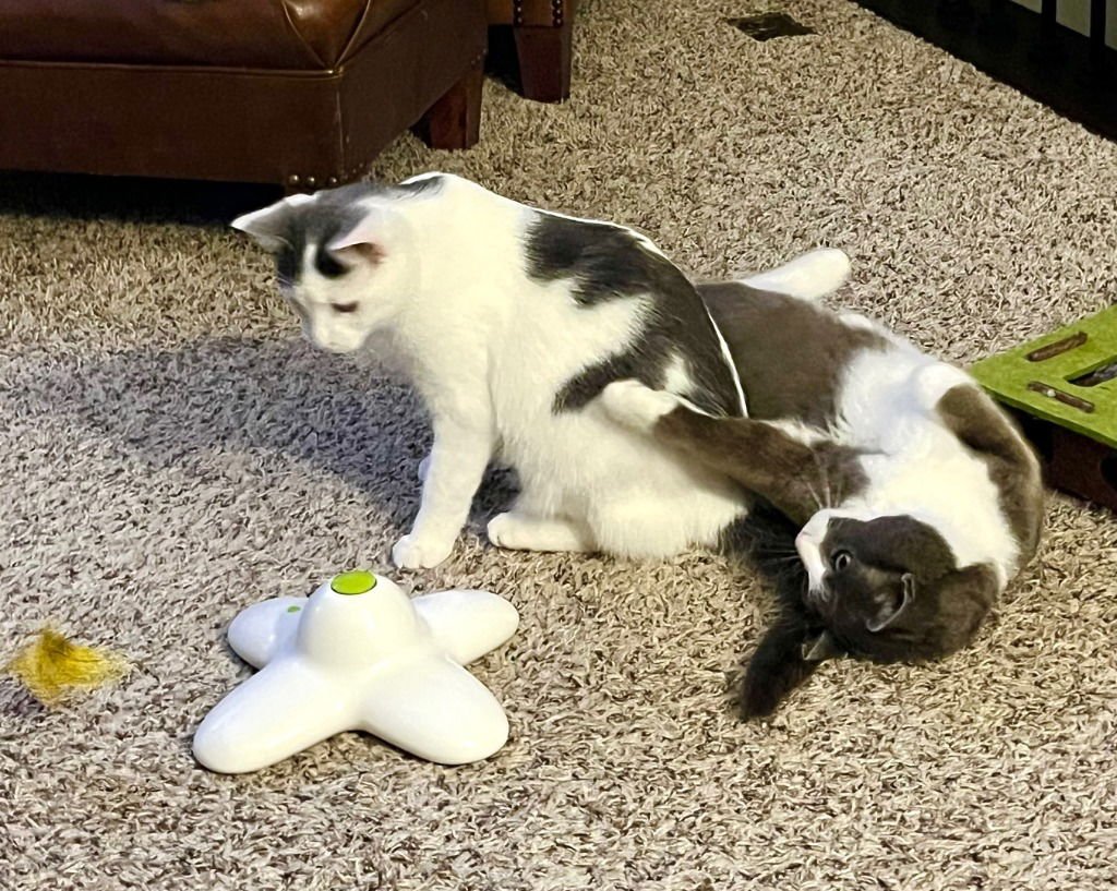 Hershey / Marshmallow - Photo 4