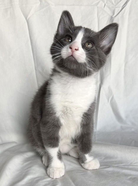 GORDON-NO LONGER ACCEPTING APPLICATIONS