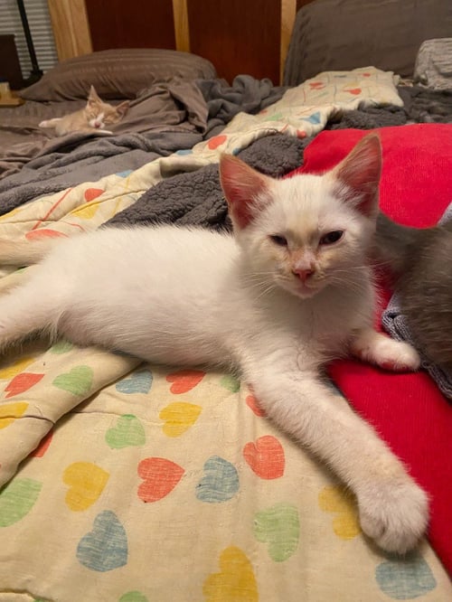 SVEN JORGENSEN (FELV+) - Siamese for adoption in St. Paul