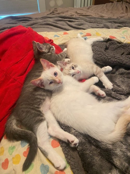 SVEN JORGENSEN (FELV+) - Siamese available for adoption
