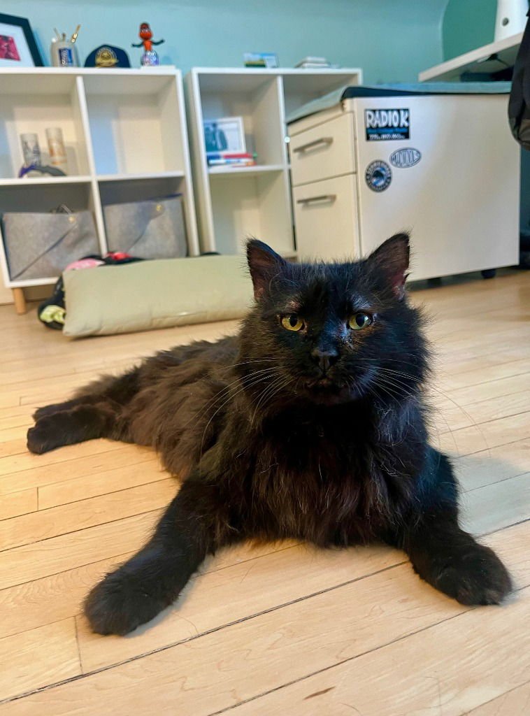 MOON (FIV+) - Domestic Medium Hair available for adoption