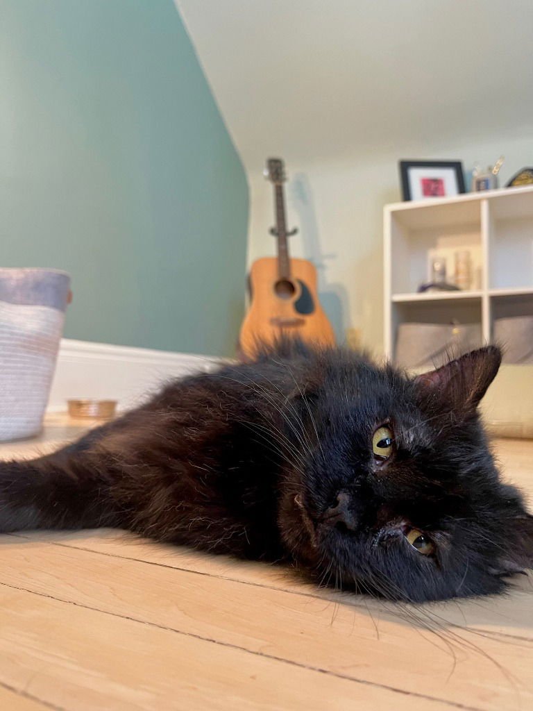 MOON (FIV+) - Domestic Medium Hair available for adoption