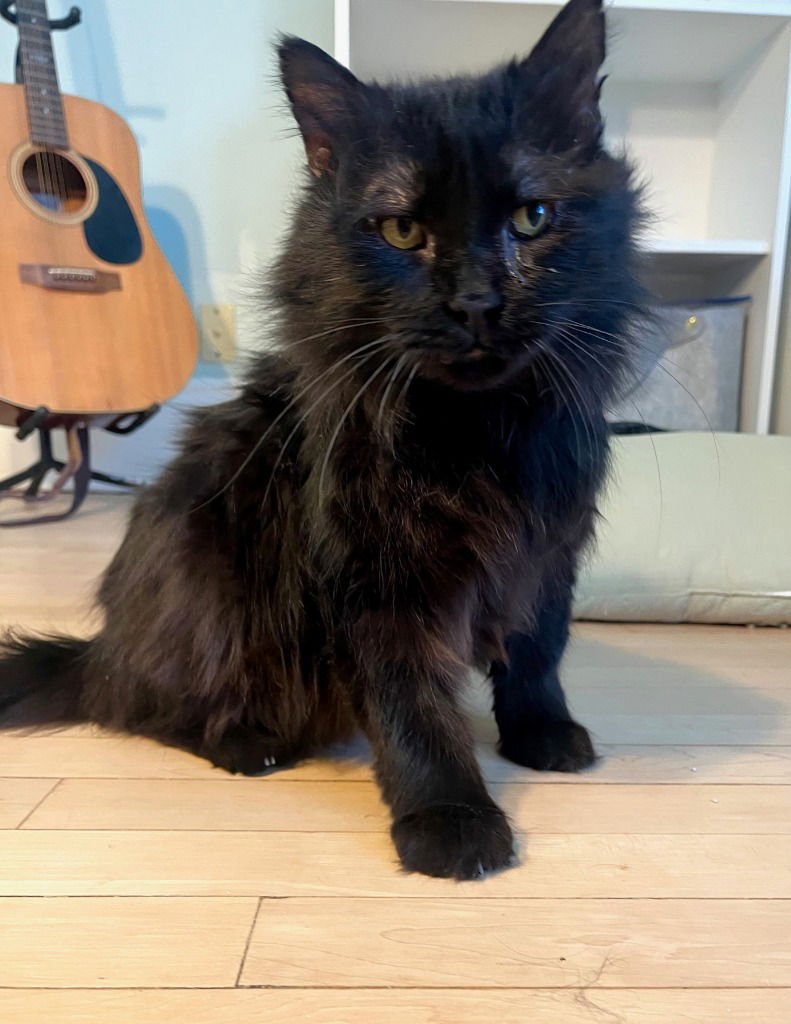 Moon (FIV+) - Photo 3