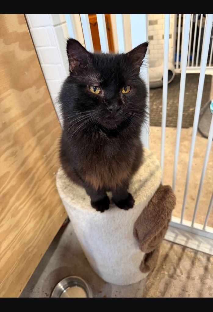 Moon (FIV+) - Photo 4