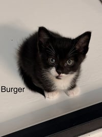 Pickles / Burger - Photo 4