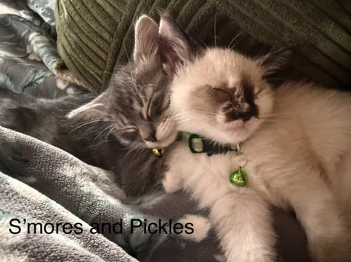 PICKLES / BURGER - Domestic Short Hair available for adoption