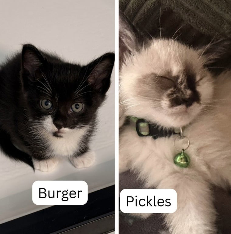 Pickles / Burger Image