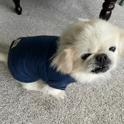 SUGAR - NO LONGER ACCEPTING APPLICATIONS